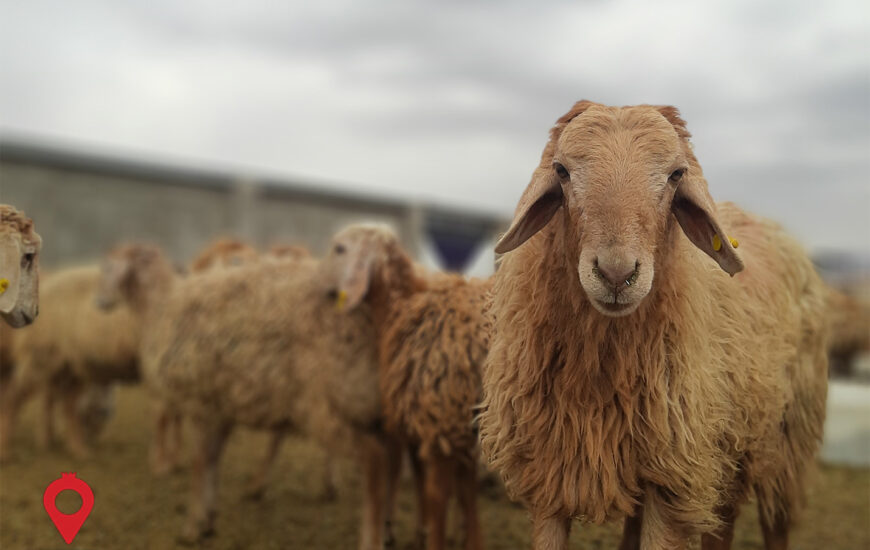 باغ بازار گوشت بره مغانی