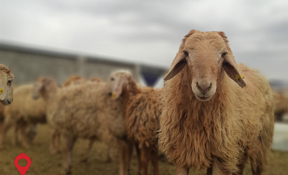 باغ بازار گوشت بره مغانی