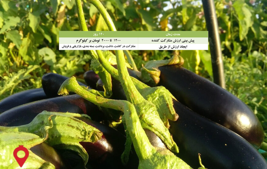 باغ بازار مشارکتی بادمجان قلمی جیرفت