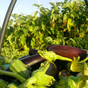 باغ بازار مشارکتی بادمجان قلمی جیرفت