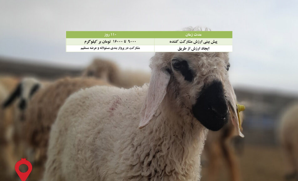 پرواربندی بره بلوچی