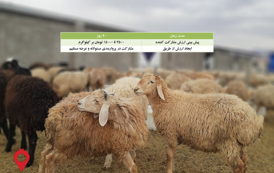 باغ بازار پروار بندی بره مغانی-مشارکتی