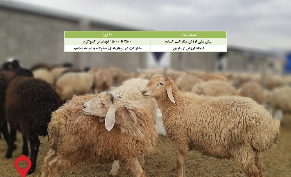 باغ بازار پروار بندی بره مغانی-مشارکتی