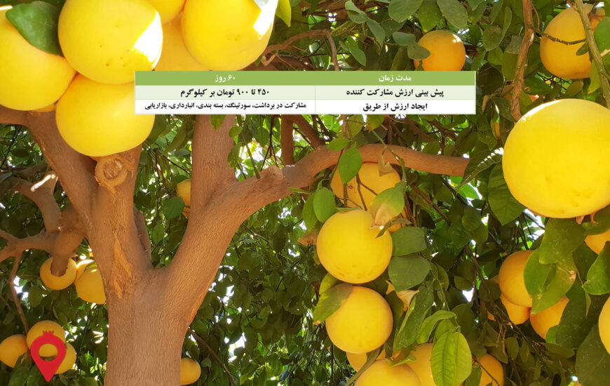 باغ بازار گریپ فروت جیرفت