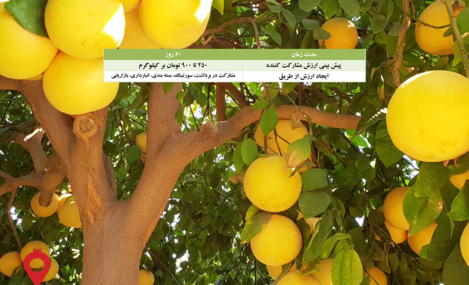 باغ بازار گریپ فروت جیرفت