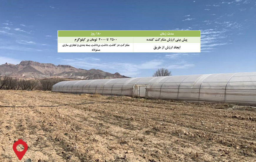 باغ بازار مشارکتی خیار گلخانه ای زنجان