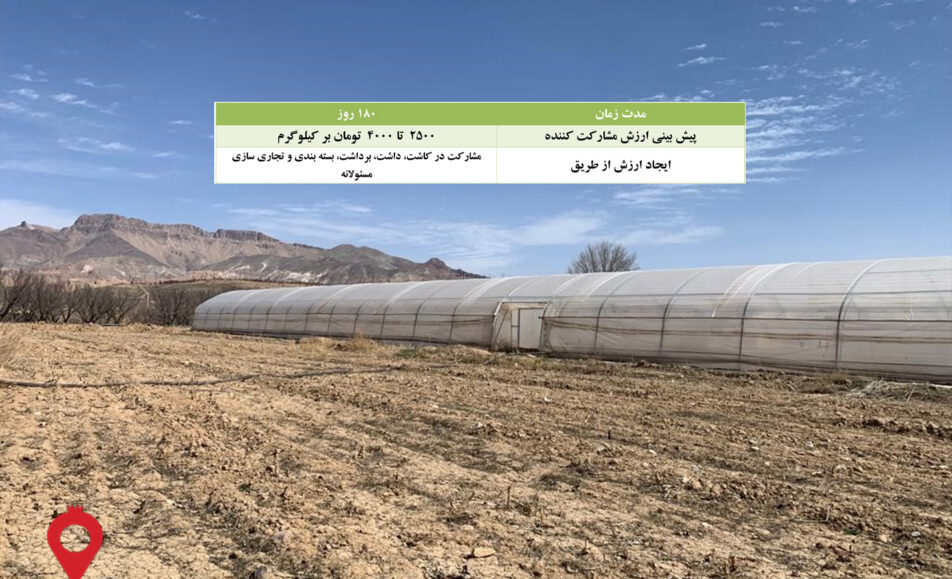 باغ بازار مشارکتی خیار گلخانه ای زنجان