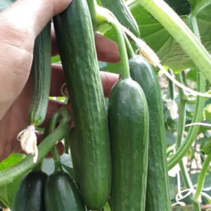 باغ بازار مشارکتی خیار گلخانه ای زنجان