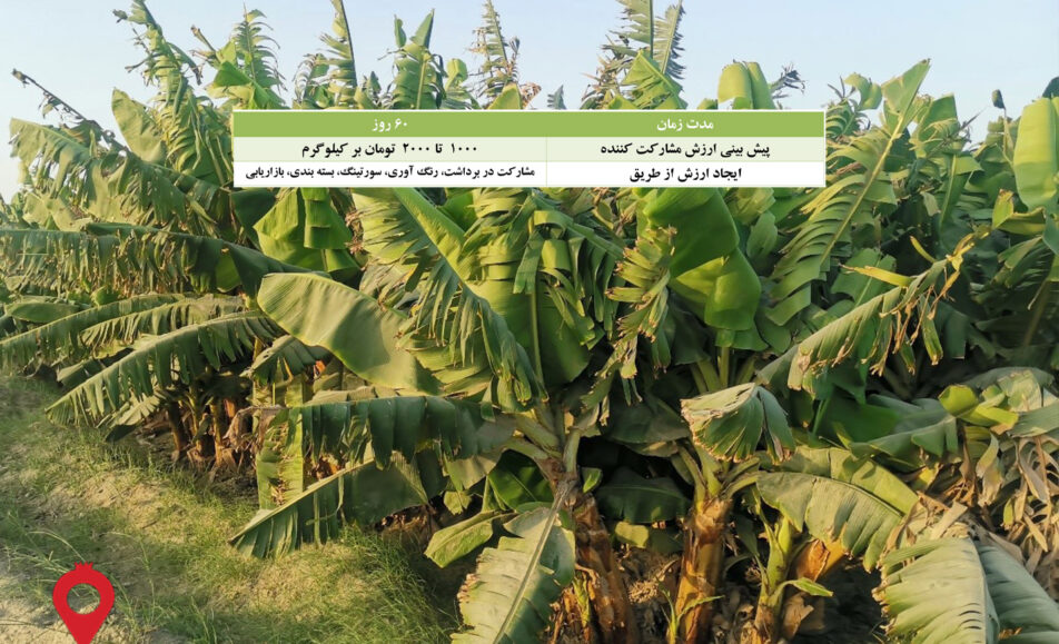 باغ بازار موز سیستان بلوچستان