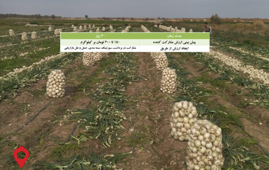 باغ بازار پیاز جیرفت مشارکتی