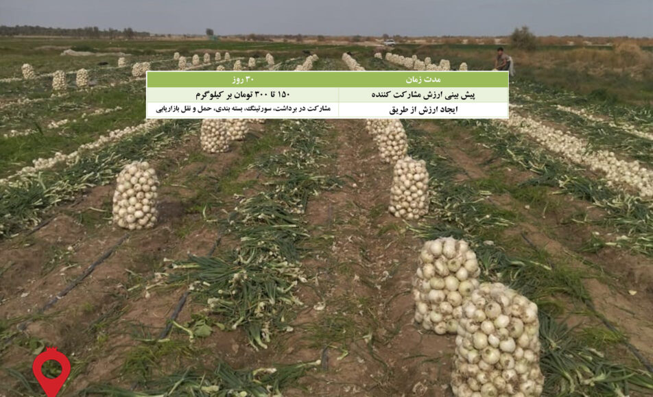 باغ بازار پیاز جیرفت مشارکتی