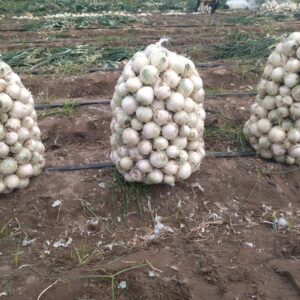 باغ بازار پیاز جیرفت مشارکتی