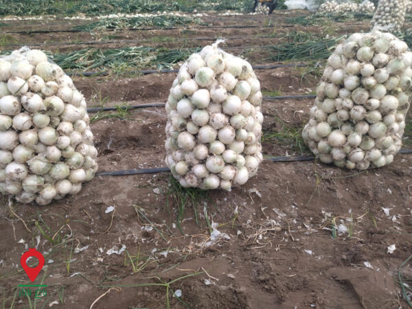 باغ بازار پیاز جیرفت مشارکتی باغ بازار پیاز جیرفت مشارکتی