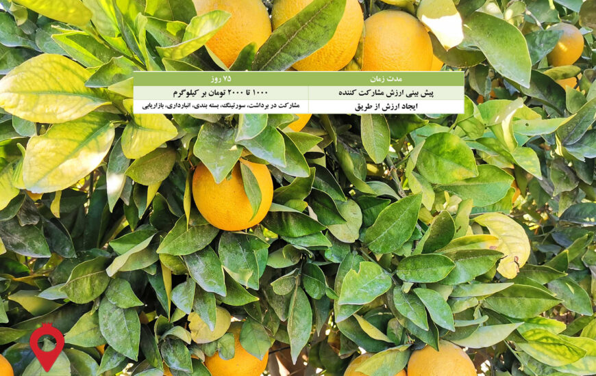 باغ بازار مشارکتی پرتقال والنسیا