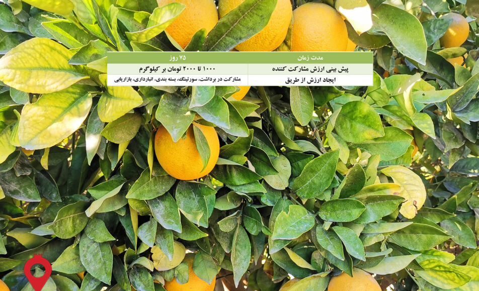 باغ بازار مشارکتی پرتقال والنسیا