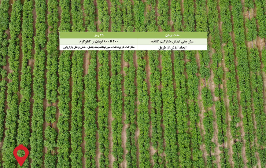 باغ بازار مشارکتی سیب زمینی جیرفت