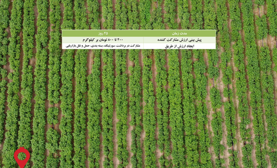 باغ بازار مشارکتی سیب زمینی جیرفت