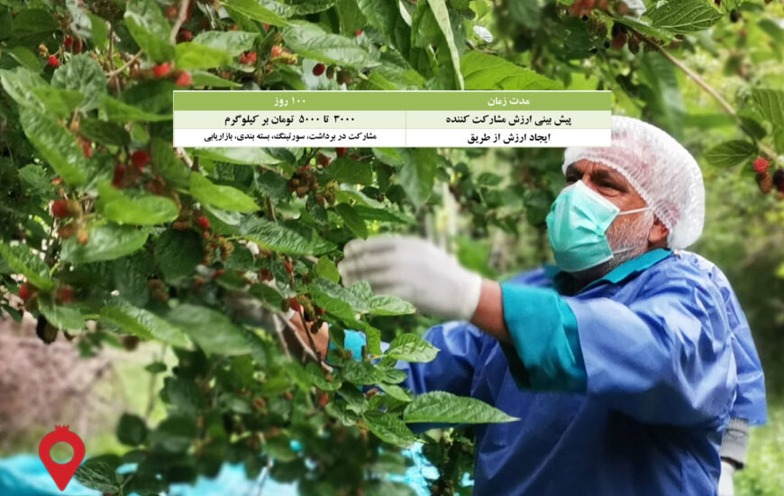 باغ بازار مشارکتی توت سیاه جیرفت