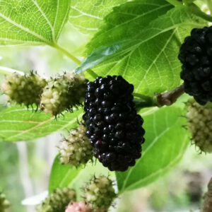 باغ بازار مشارکتی توت سیاه جیرفت