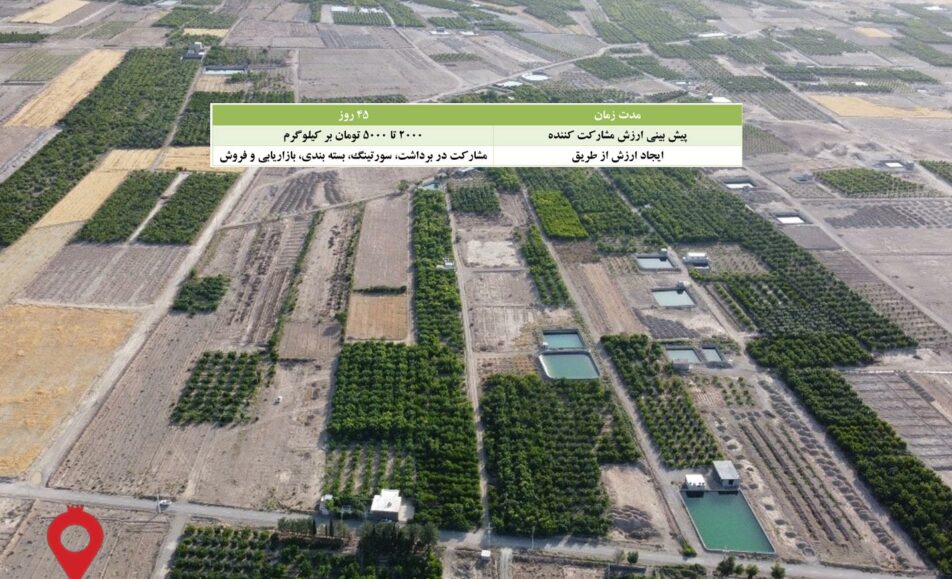 زردآلو تخم گردی فراغه-مشارکتی