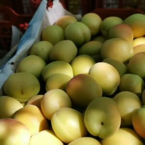 زردآلو فلکه ای فراغه - مشارکتی