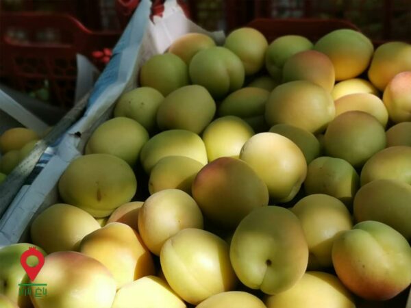 زردآلو فلکه ای فراغه - مشارکتی زردآلو فلکه ای فراغه - مشارکتی