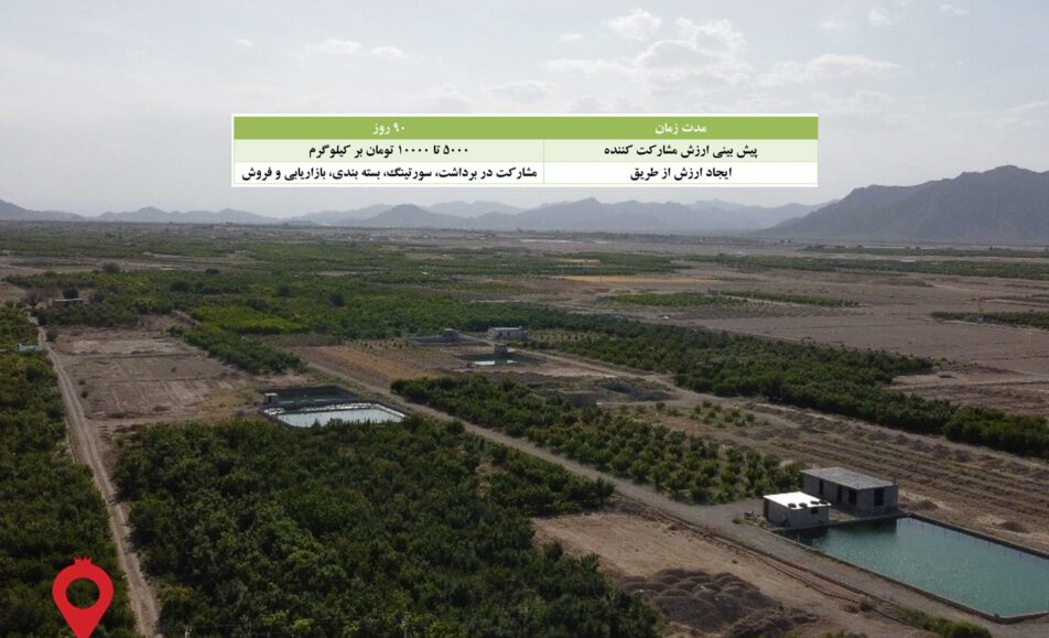 زردآلو فلکه ای فراغه - مشارکتی