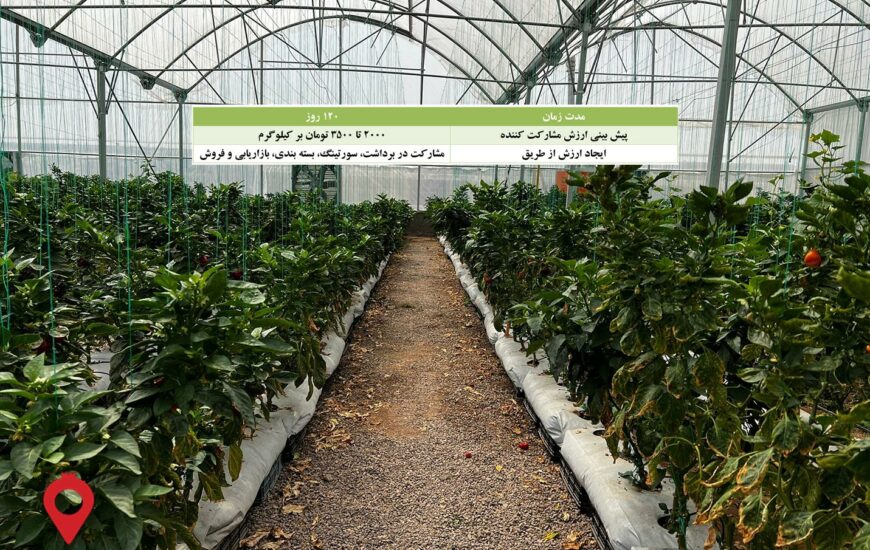 فلفل دلمه گلخانه کرمان