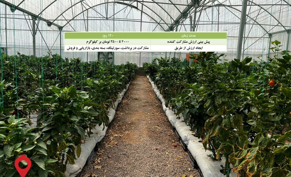 فلفل دلمه گلخانه کرمان