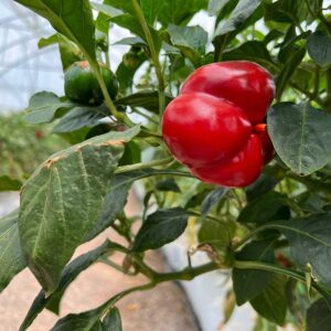 فلفل دلمه گلخانه کرمان