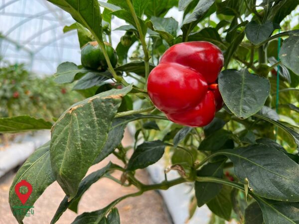 فلفل دلمه گلخانه کرمان فلفل دلمه گلخانه کرمان