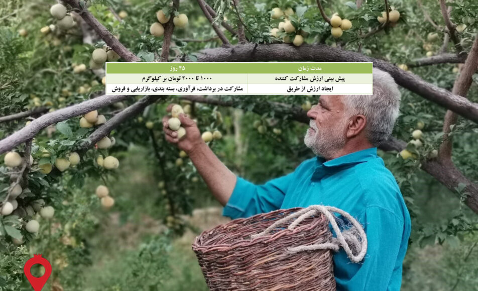 آلو کرمان مشارکتی