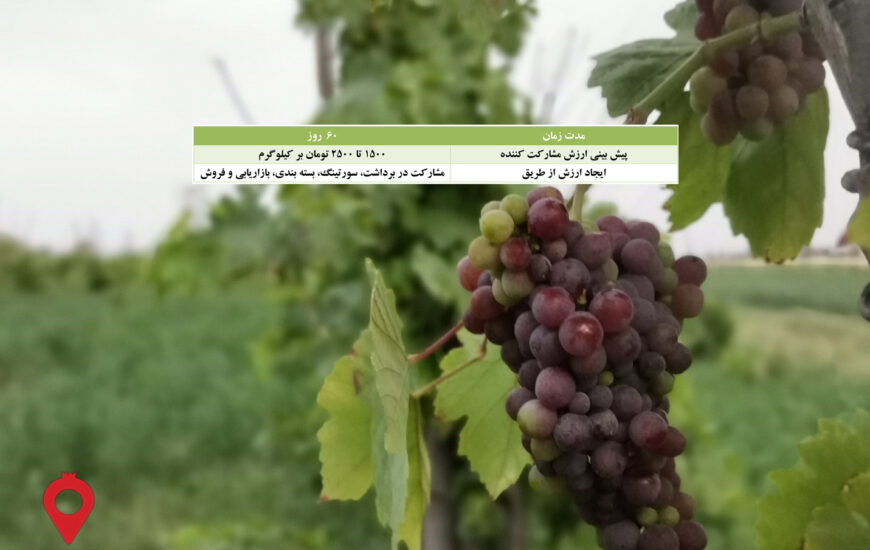 انگور سیستان و بلوچستان