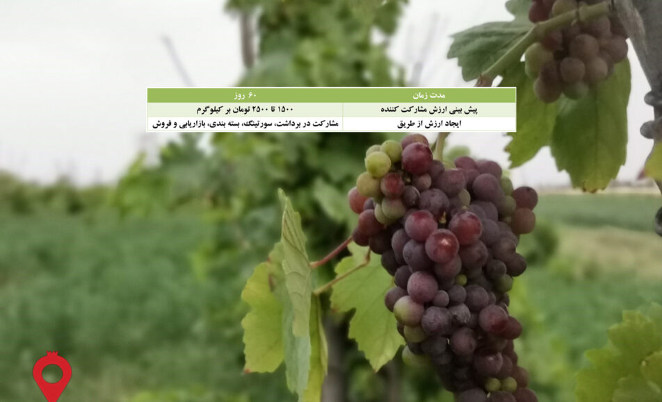 انگور سیستان و بلوچستان