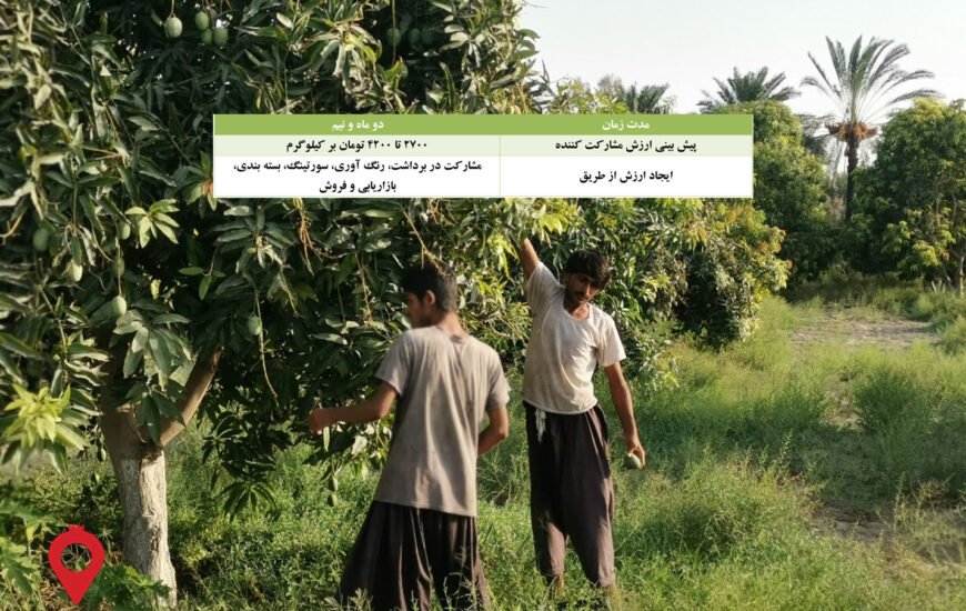 باغ بازار انبه سیستان و بلوچستان - مشارکتی