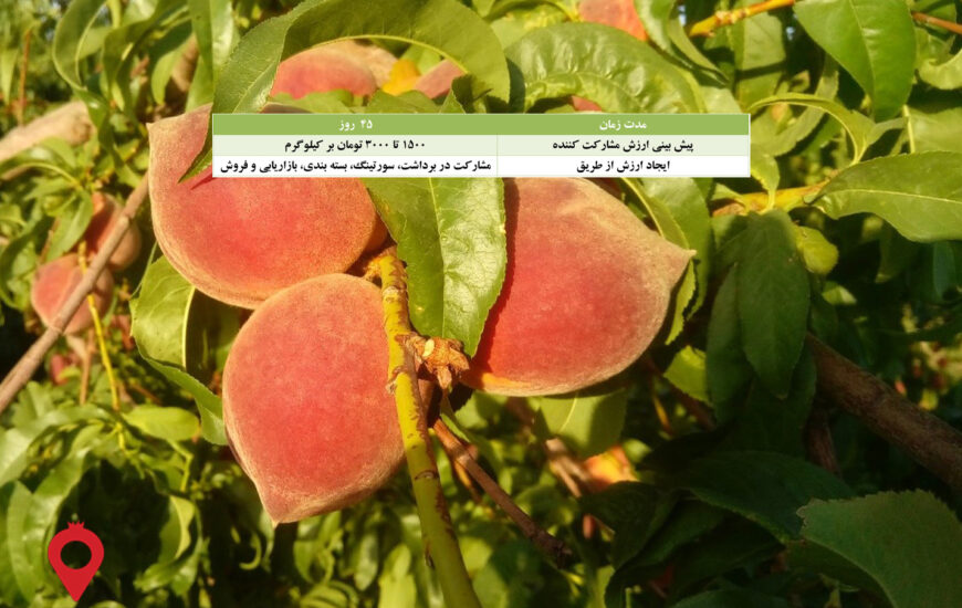 باغ بازار هلو کرمان - مشارکتی