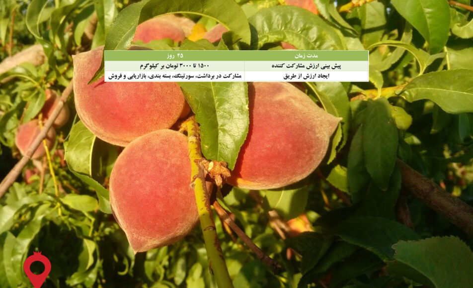 باغ بازار هلو کرمان - مشارکتی