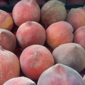 باغ بازار هلو کرمان - مشارکتی