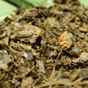 سیلاژ ذرت دامی