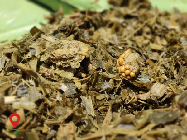 سیلاژ ذرت دامی سیلاژ ذرت دامی