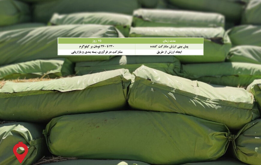 سیلاژ ذرت دامی