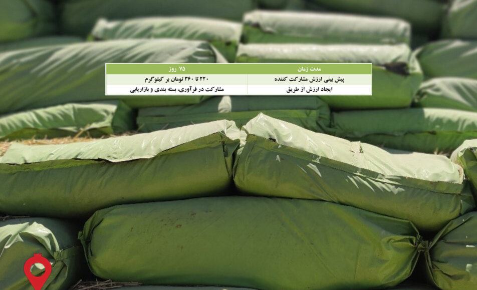 سیلاژ ذرت دامی