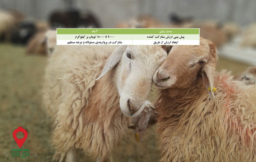 پروار بندی بره مغانی - مشارکتی
