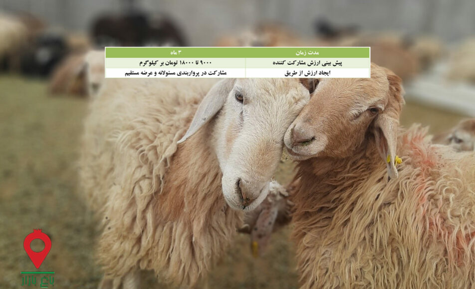 پروار بندی بره مغانی - مشارکتی