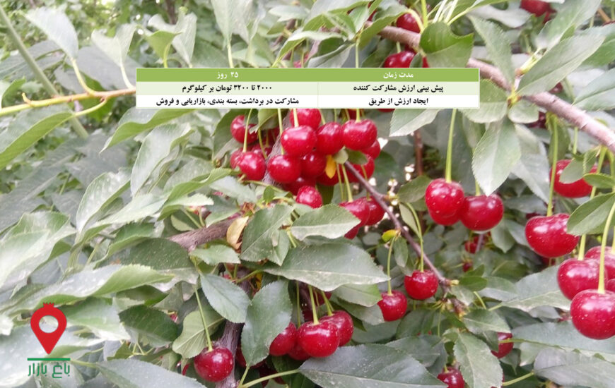 باغ بازار مشارکتی آلبالو رسمی