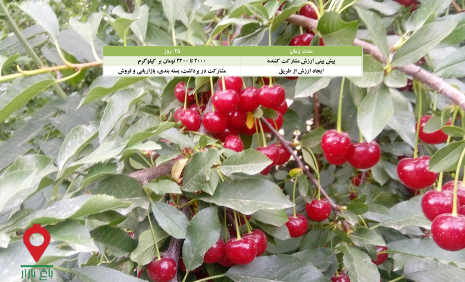 باغ بازار مشارکتی آلبالو رسمی