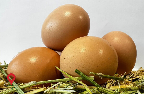 باغ بازار مشارکتی مرغ و تخم مرغ باغ بازار مشارکتی مرغ و تخم مرغ