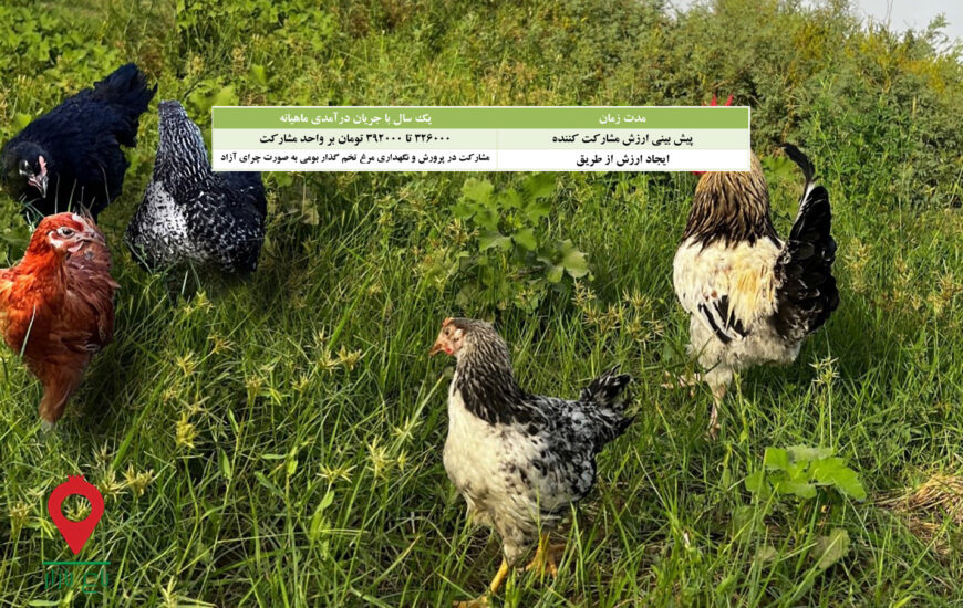 باغ بازار مشارکتی مرغ و تخم مرغ