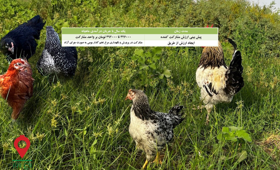 باغ بازار مشارکتی مرغ و تخم مرغ