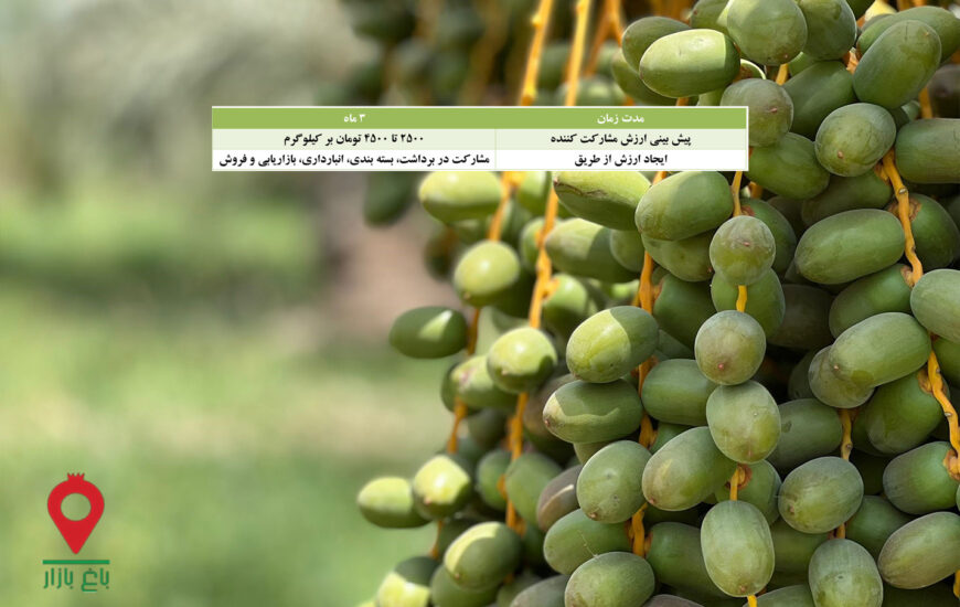 خرما کلوته جیرفت - مشارکتی